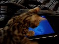 Maximus the Bengal kitten playing iPad Cat Fishing game