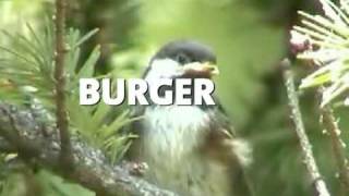 cheeseburger bird tahoe