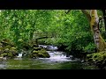Relax 8 Hours-Relaxing Nature Sounds-Study-Sleep-Meditation-Water Sounds-Bird Song