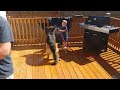 Funny Baby Funny Boxer Funny Dog Funny German Shepherd video