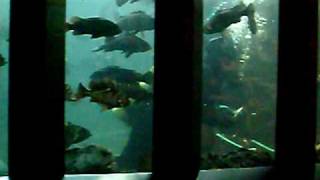 Undersea Gardens In Victoria Bc Youtube