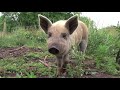 Mangalitza Curly Coated Pigs