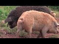 Mangalitza Curly Coated Pigs