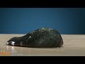 Dog BARF Toothpaste -- LÜT #31