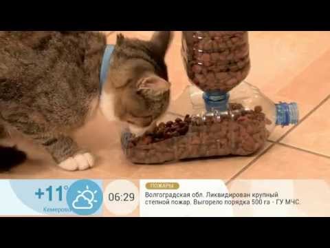 Кормушка своими руками для кота Кормушка своими руками для кота