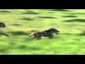 African Cats: Chasing A Dog - Clip