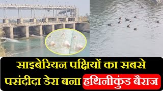 Siberian पक्षियों का सबसे पसंदीदा डेरा बना Hathinikund Barrage