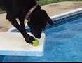 Dogs play in the pool Dogs play in the pool