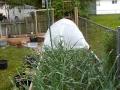 How to Make a Hoop House or Green House for Cheap.