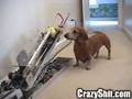 Cão e a sua máquina de atirar bolas Cão e a sua máquina de atirar bolas