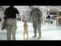 Faith the Biped Dog Visits St. Louis