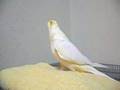 Cockatiel sings Little bird's song