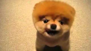 Cute Puffy Puppies