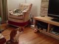Acrobatic cat Acrobatic cat
