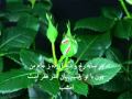 Malalai
Shabnam...Em Shab...Deklema...MilaD Sharif. Malalai Shabnam...Em Shab...Deklema...MilaD Sharif.
