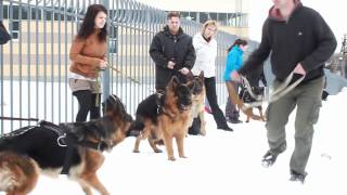 ЗКС / Defence Dogs Training