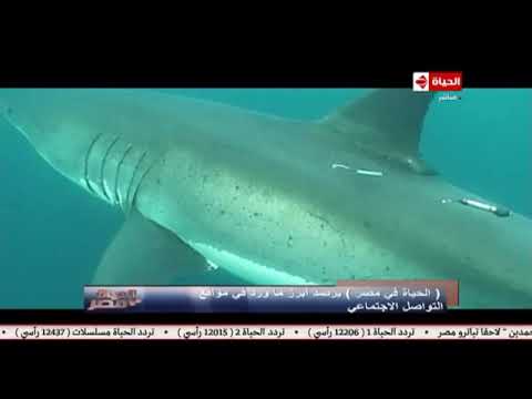 الحياة في مصر | العثور على كنز ذهبي نادر/ ظهور أضخم قرش على وجه الأرض/ عارضة أزياء مختلفة - اتفرج تيوب