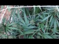 Jorge Cervantes: Garden Update - Mold invading the garden! (Part 3)