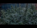 Jorge Cervantes: Garden Update - Mold invading the garden! (Part 3)