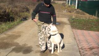 Дрессировка среднеазиатской овчарки. http://www.dogclass.ru/