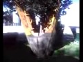 Moving the Red Japanese Maple Tree (Whole Video)
