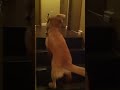 Puppy teaching Puppy to go down stairs! SO cute! - ORIGINAL VIDEO! (from owner)