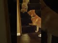 Puppy teaching Puppy to go down stairs! SO cute! - ORIGINAL VIDEO! (from owner)
