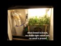 Super Stealth Carton Grow