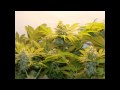 Super Stealth Carton Grow