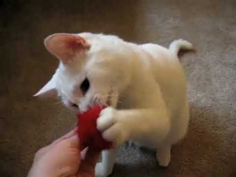 funny cat videos youtube. Talking Cat - Too Much of a
