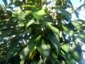 Sap Trees Prunus serrula Kanzan 8-10cm girth