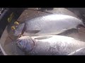 Coho Salmon Fishing on the Duwamish River in Seattle, Wa. - Easy Limits - OSP