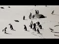 Cape Town South Africa - Video Tour