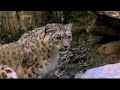 Natural World: Himalayas (BBC)