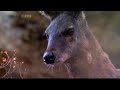 Natural World: Himalayas (BBC)