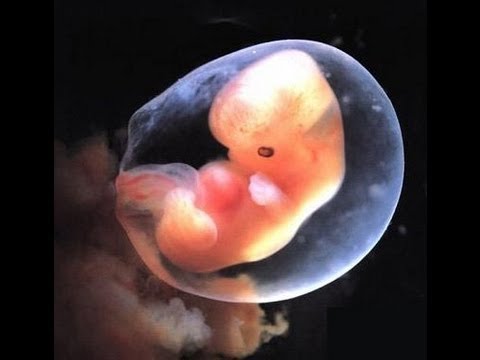 Направление в роддом Дети и Родители Можно ли забеременеть с одним яичником. / Форум - U-mama