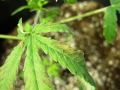 my first grow! medical marijuana indoor grow tent. I need help?