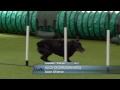 YKC | Agility Dog of the Year | Crufts 2014
