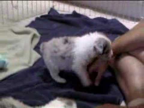 australian shepherd puppies. Australian Shepherd puppies
