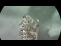 Grow Silver Metal Crystals by Electrochemistry