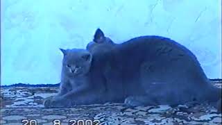 Британские котята, коты и кошки