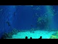 Saltwater aquarium at