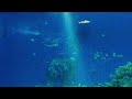 Saltwater aquarium at