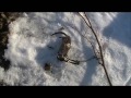 Geese and muskrat hunting 2013
