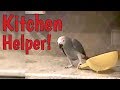 Einstein the Parrot is Helping in the Kitchen!