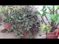 A Cobra in the Flower Pot - Die Brillenschlange im Blumentopf