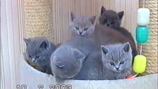Британские котята из питомника Silvery Snow г.Москва