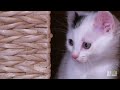 Who Knew Kittens and Skunks Made Such Good Friends? | Too Cute!