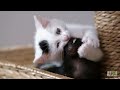 Who Knew Kittens and Skunks Made Such Good Friends? | Too Cute!