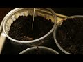 Suburban Homestead EP1 Seed Starting